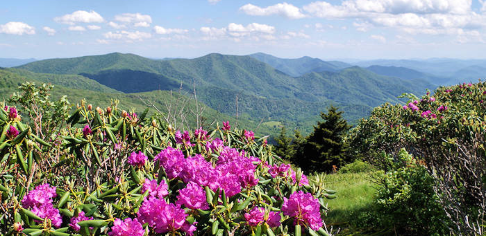Hike Roan Mountain's 5-mile ridgeline near our RV Campground